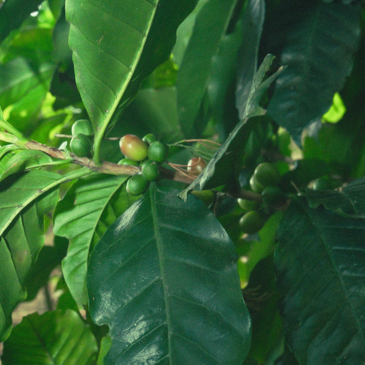 WASHED WUSH WUSH · COLOMBIA