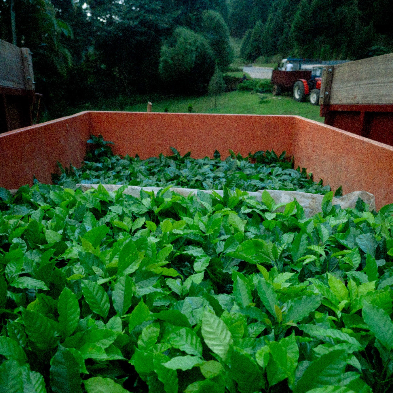 WASHED WUSH WUSH · COLOMBIA