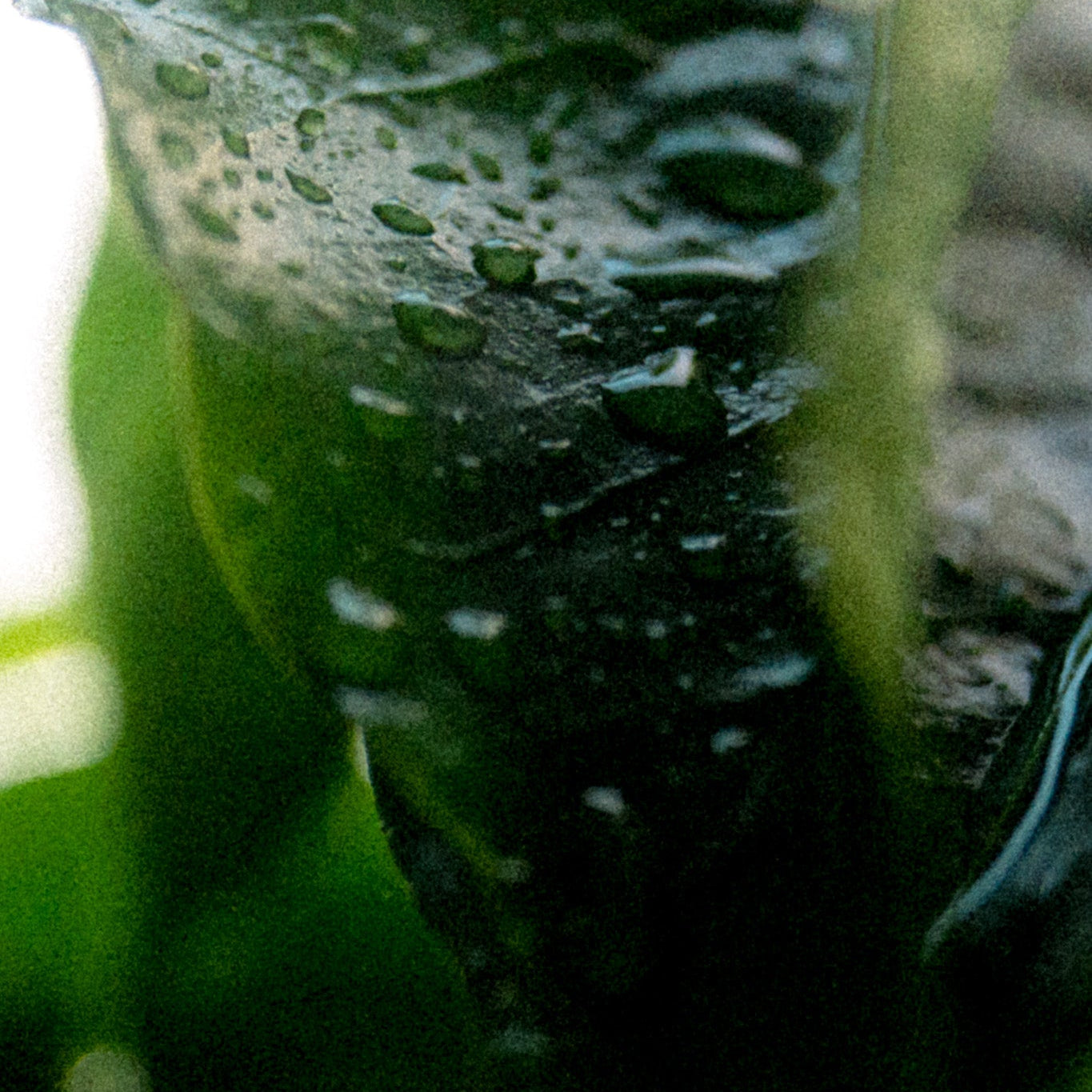 NATURAL GEISHA · COLOMBIA