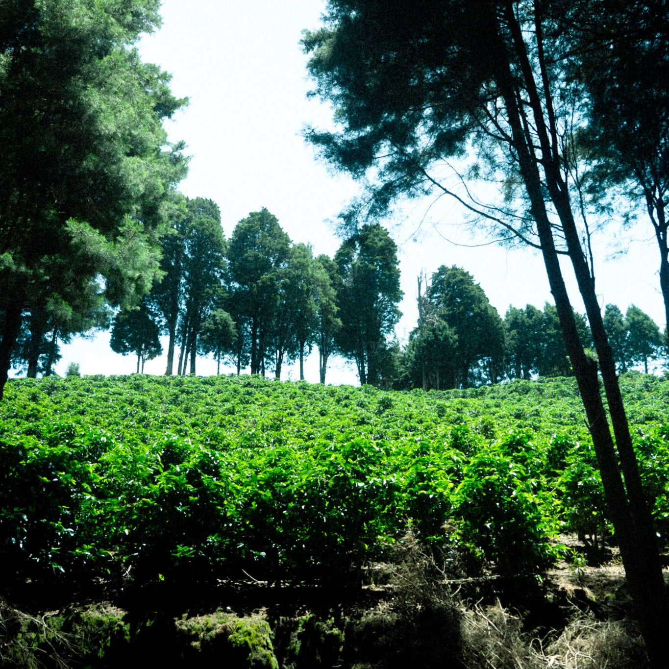 EF-2 NATURAL CHIROSO · COLOMBIA