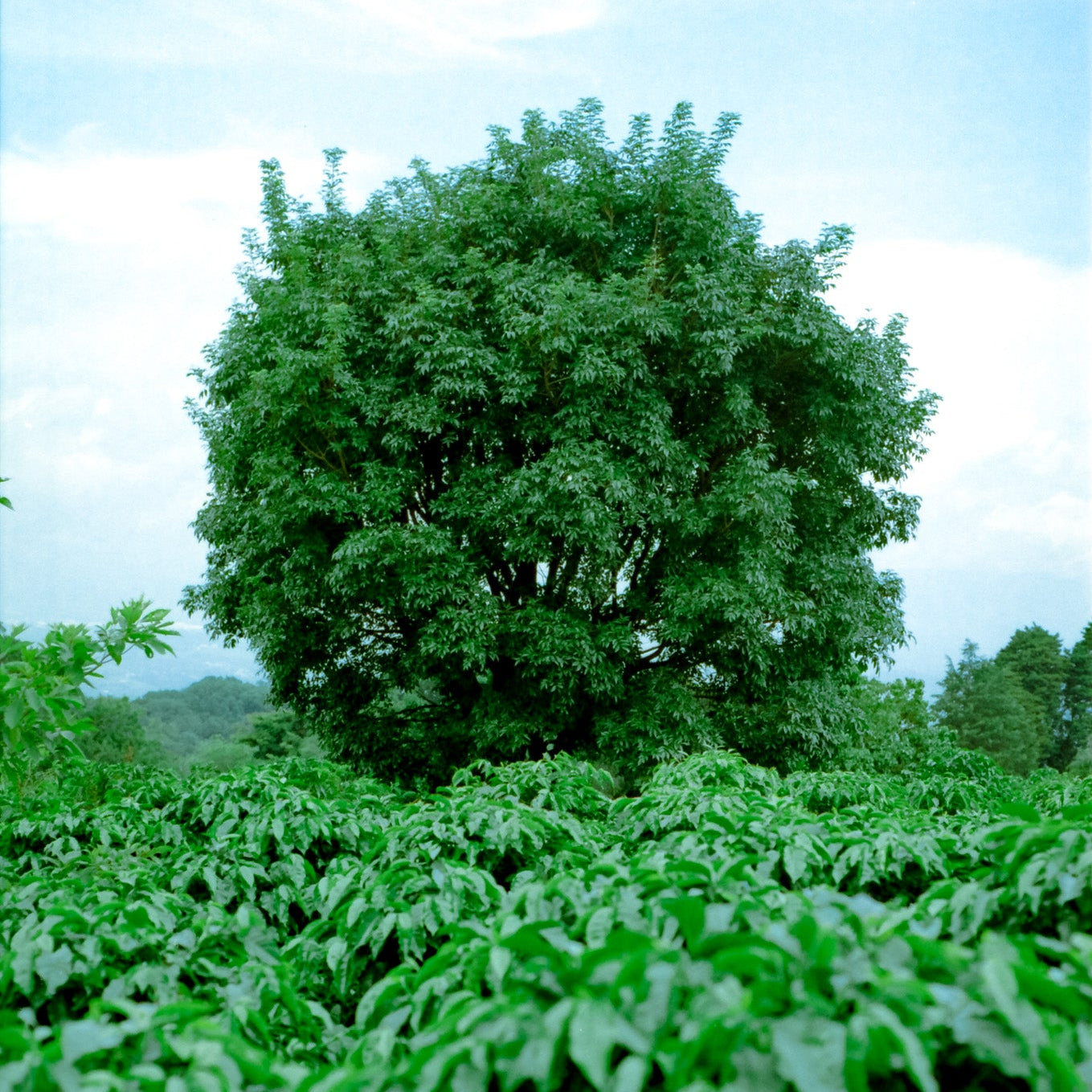 WASHED BOURBON ARUZI · COLOMBIA